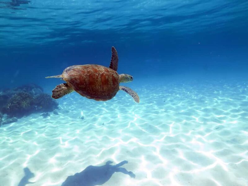 Cairns: Ocean Spirit Great Barrier Reef Full Day Tour - Itinerary Breakdown: What to Expect