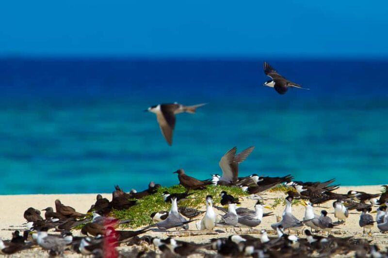 Cairns: Ocean Spirit Great Barrier Reef Full Day Tour - FAQs