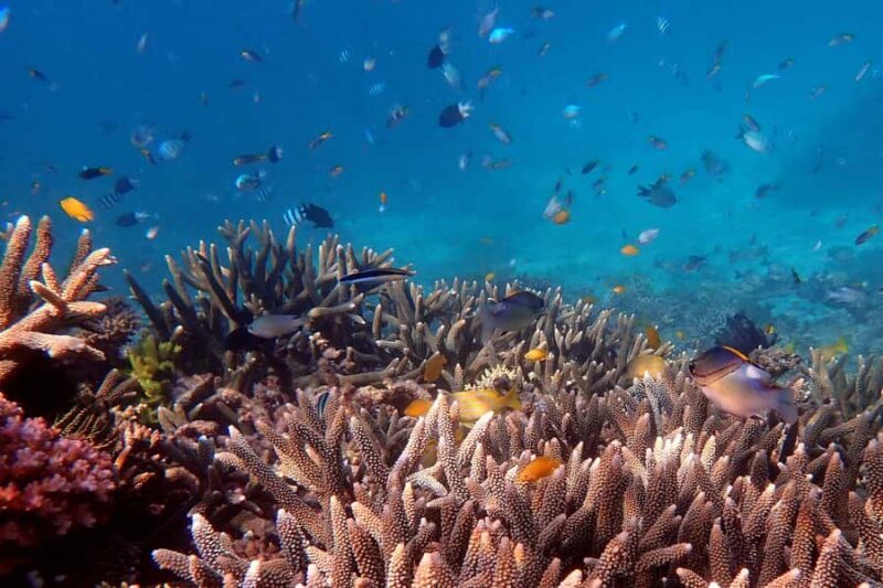 Cairns: Outer Great Barrier Reef & Dunk Island Small Group - The Itinerary Breakdown