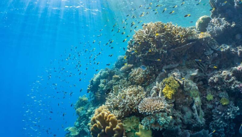 Cairns: Outer Great Barrier Reef Pontoon with Activities - Key Points