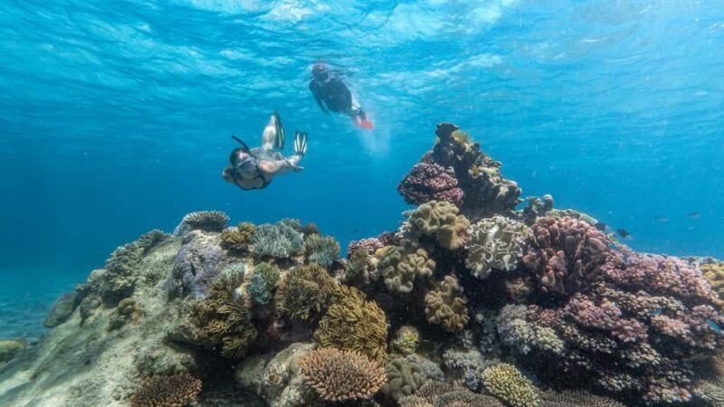 Cairns: Premium Snorkelling and Diving Reef Day Trip - The Journey to the Reef
