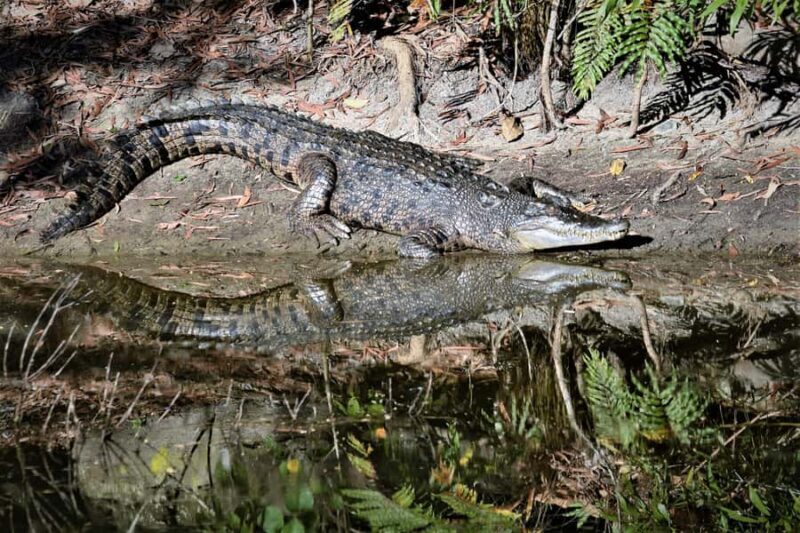 Cairns Shore Excursion: Crocodile & Wildlife Park Tour - What to Expect on the Crocodile & Wildlife Park Tour