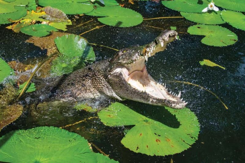 Cairns Shore Excursion: Crocodile & Wildlife Park Tour - Is This Tour Worth It?