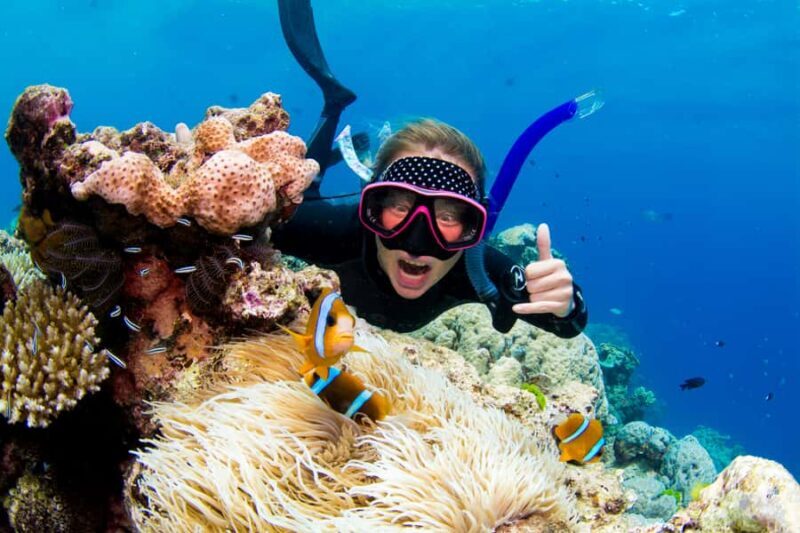 Cairns: Snorkelling and Diving Reef Day Trip - Key Points