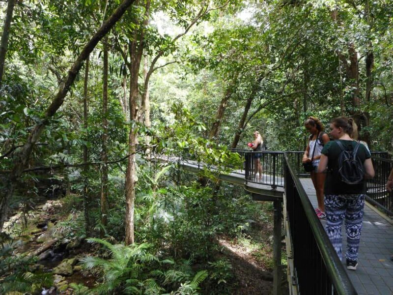 Cairns: Waterfall and Daintree Rainforest Tour - 2 Day Tours - Transportation, Comfort, and Logistics