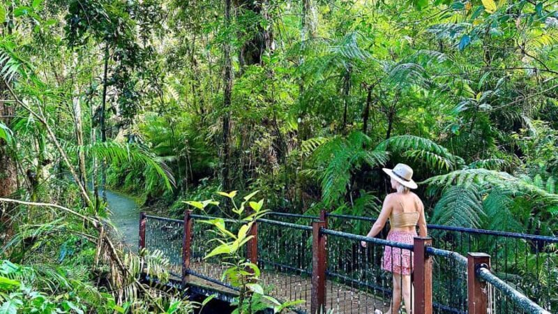 Cairns: Waterfall Tour with Lunch - An In-Depth Look at the Waterfall Tour