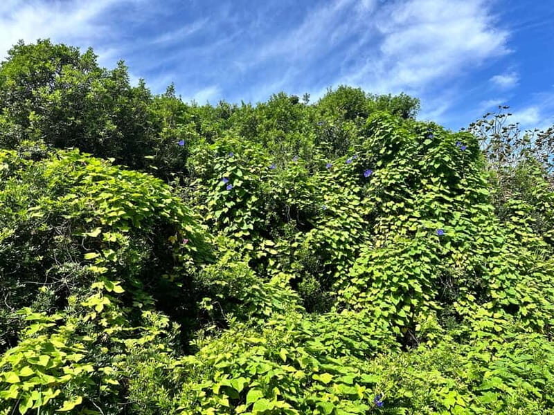 Cala en Blanes: Secret spots for the best dives with a local guide - Final Thoughts: Is It Worth It?