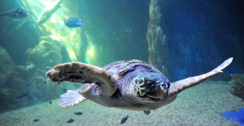 Cala Gonone: Cala Gonone Aquarium Entry Ticket - Key Points