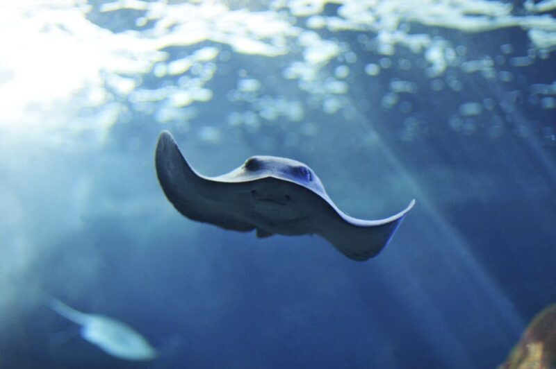 Cala Gonone: Cala Gonone Aquarium Entry Ticket - A Detailed Look at the Aquarium Experience