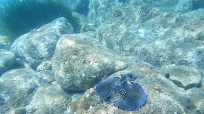 Cala Gonone: Snorkeling in the Orosei Gulf - Key Points