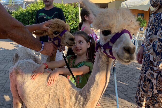 Calabrian Alpacas Sunset Beach Experiences Pizzo VV AlpacSelfies - Key Points