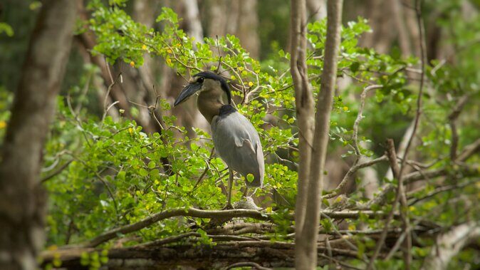 Calakmul Ancient Maya City Tour - From Campeche - FAQ