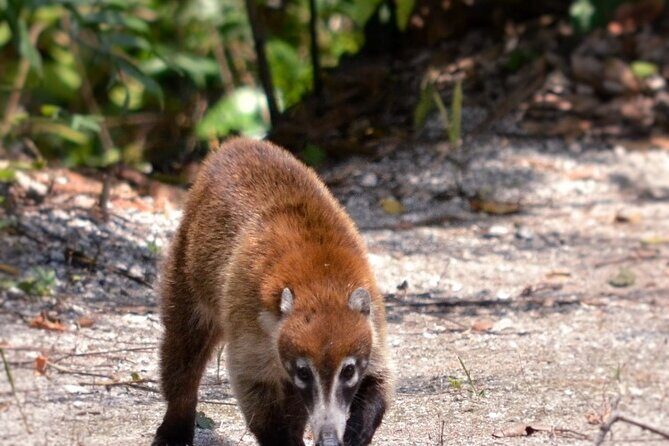 Calakmul Ancient Maya City Tour From Xpujil - An In-Depth Look at the Calakmul Tour