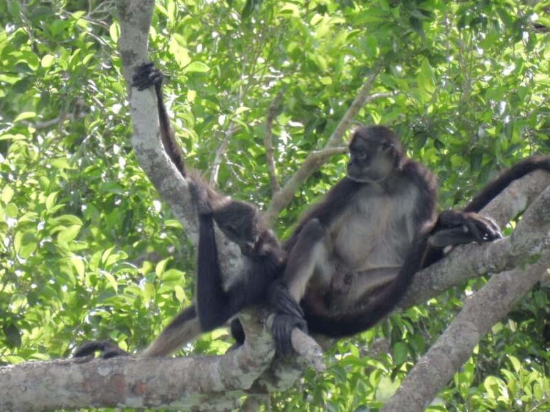 Calakmul Tour: Among Animals and Mayan History - FAQ