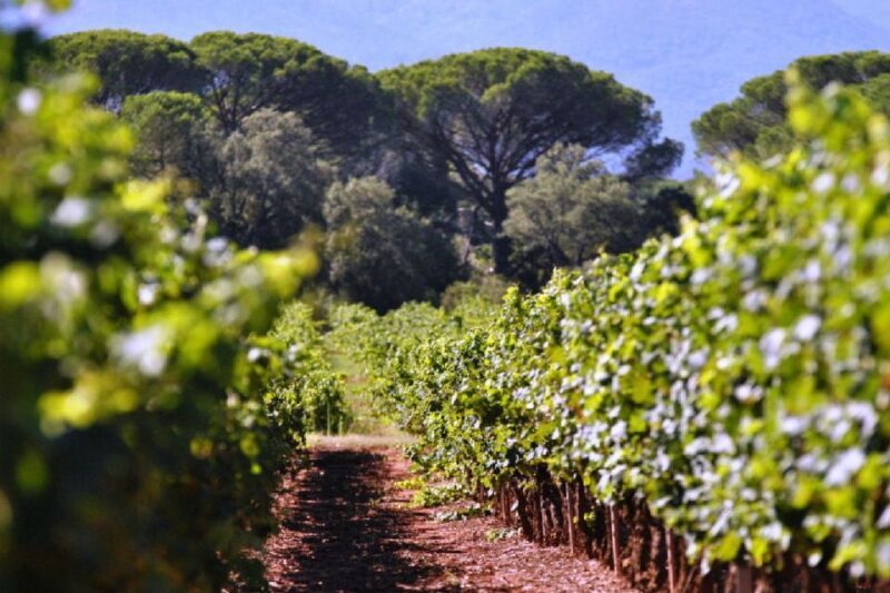 Calanques of Cassis, Aix-en-Provence & Wine Tasting Day Tour - Who Will Love This Tour?