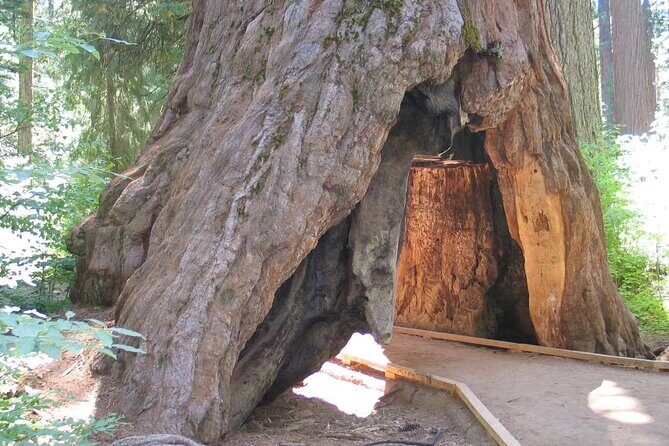 Calaveras Big Trees State Park Day Tour - Key Points