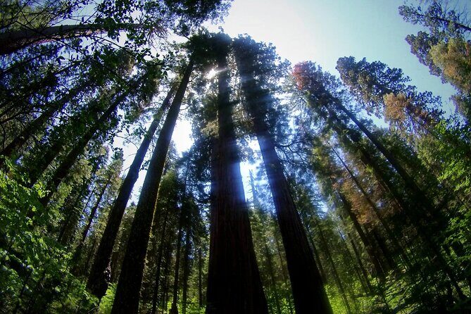 Calaveras Big Trees State Park Day Tour - FAQ