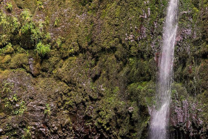 Caldeirão Verde Levadas Walk in Madeira - The Sum Up: Who Should Choose This Tour?