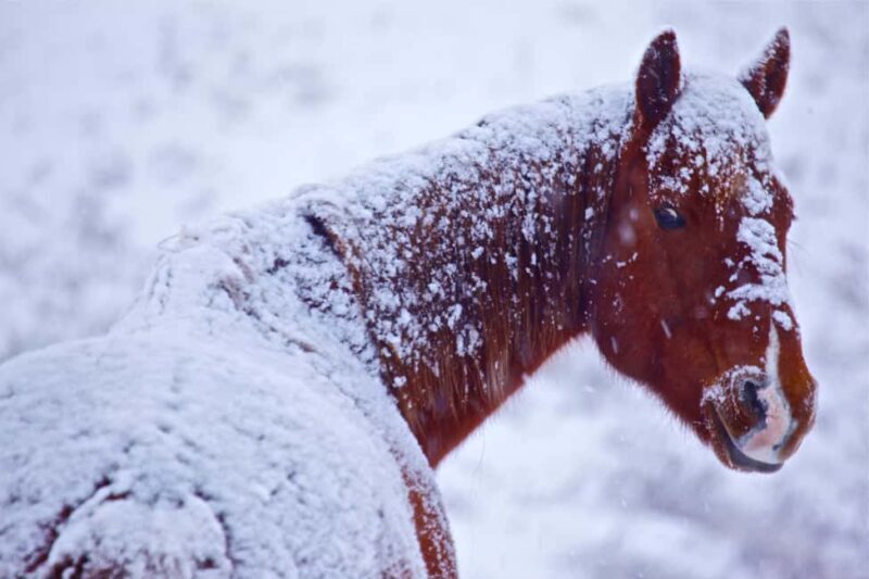 Calgary Alberta: Indigenous Culture and Medicine Wheel Tour - An In-Depth Look at the Experience
