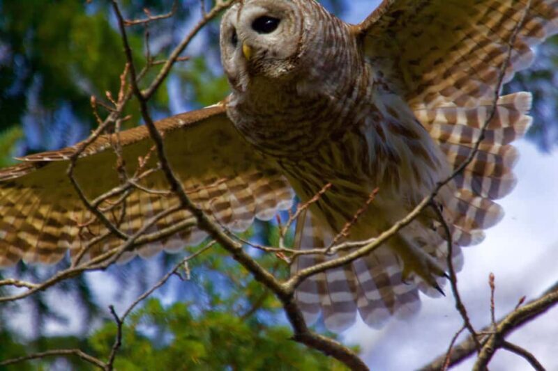 Calgary Alberta: Indigenous Culture and Medicine Wheel Tour - Who Will Love This Tour?