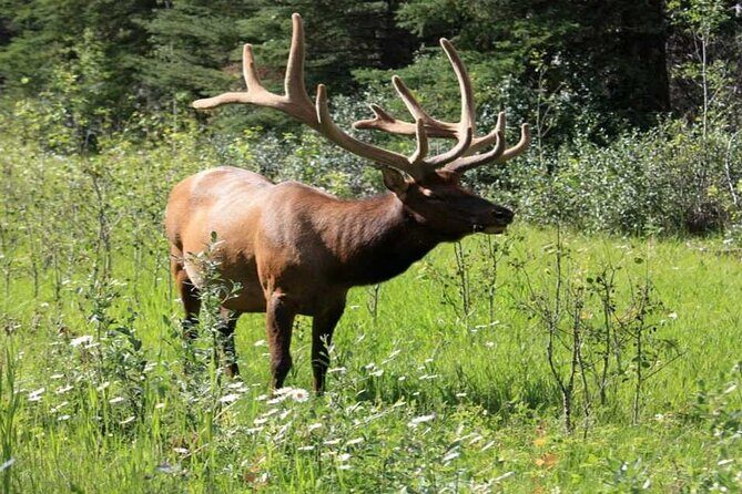 Calgary: Columbia Icefield Adventure, Skywalk and Peyto Lake Tour - FAQ Section