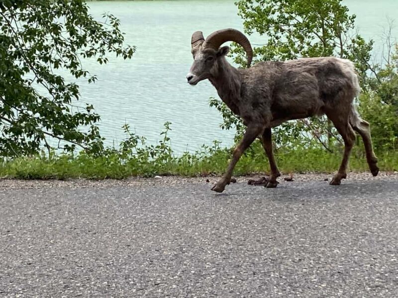 Calgary Shuttle: Lake Louise, Banff & Johnston Canyon Tour - The Sum Up