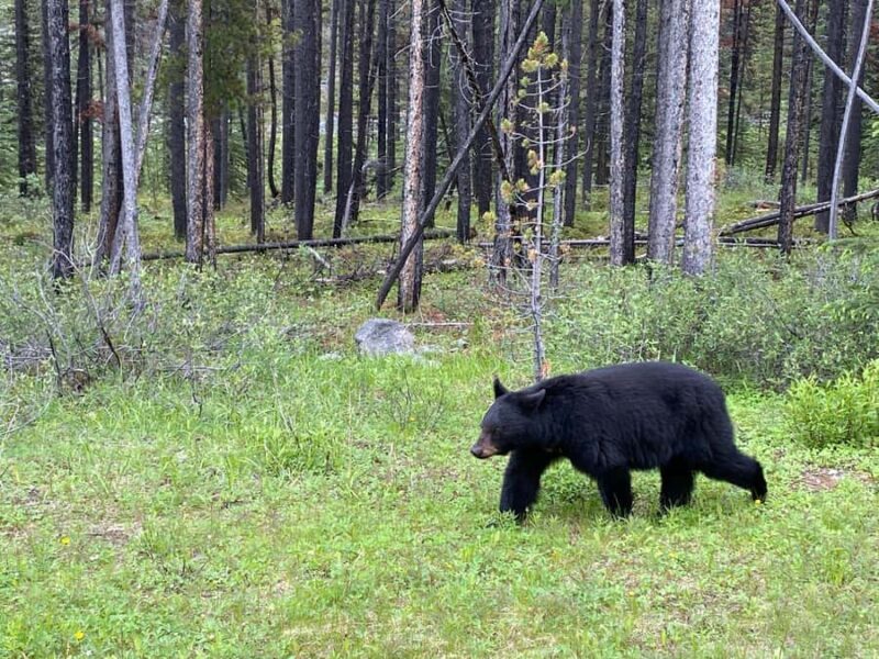 Calgary Shuttle: Lake Louise, Banff & Johnston Canyon Tour - FAQ