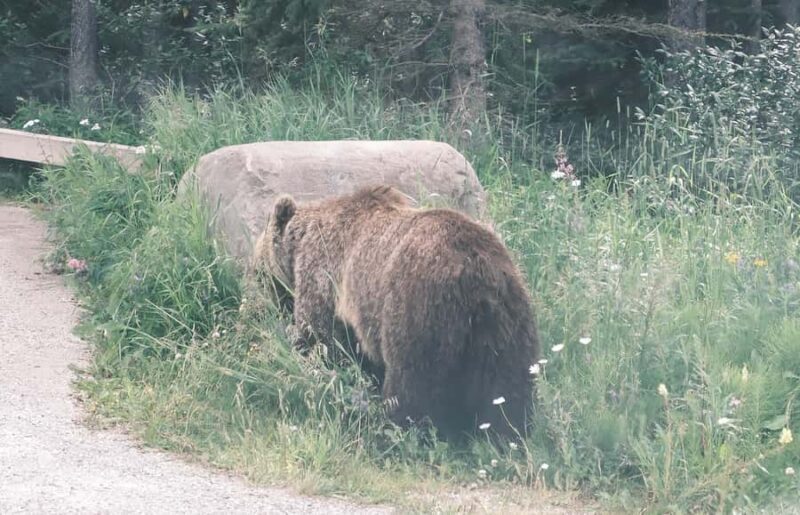 Calgary:Moraine Lake Sunrise & Lake Louise & Wildlife Safari - Exploring the Calgary: Moraine Lake Sunrise, Lake Louise & Wildlife Safari Tour