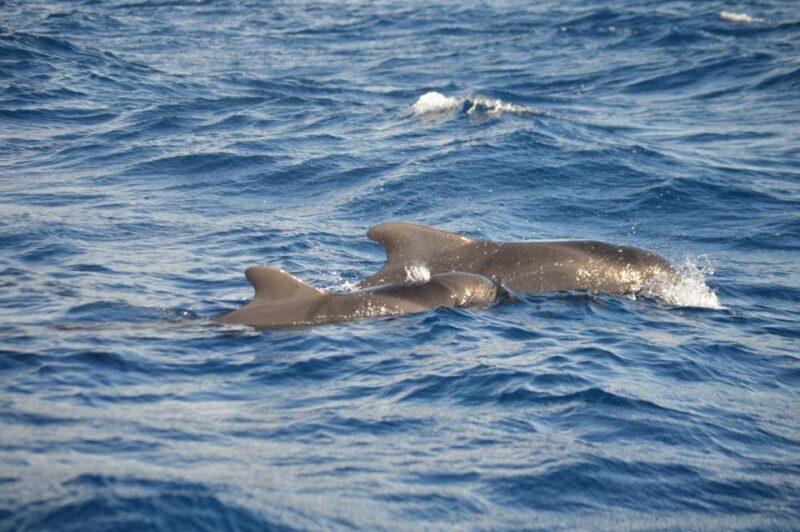 Calheta: Whale & dolphin watching small groups designer tour - Why This Tour Is Perfect for You
