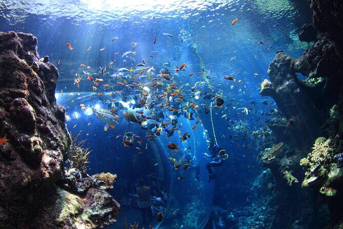 California Academy of Sciences Ticket in San Francisco - The Sum Up