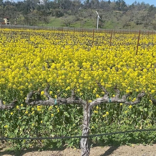 Calistoga: Napa Valley Cycling and Winery Tour with Picnic - FAQs