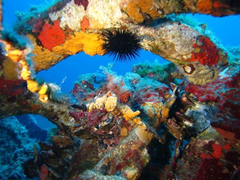 Calvi: PE40 Certificate Diving Lesson with Instructor - An In-Depth Look at the Experience