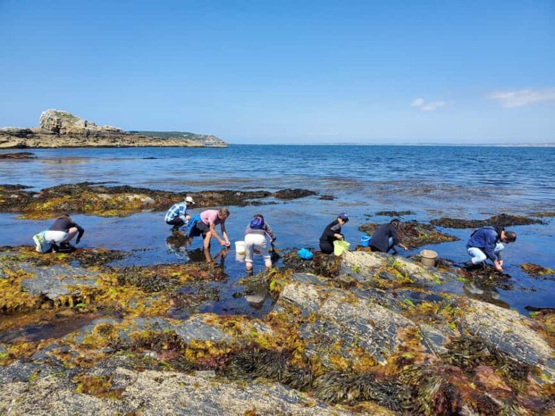 Camaret-sur-mer: Seaweed picking and cooking workshop - An In-Depth Look at the Seaweed Picking and Cooking Workshop