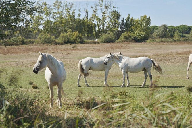 Camargue 4x4 Safari Day - The Itinerary in Detail
