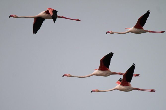 Camargue 4x4 Safari Day - Pricing and Value