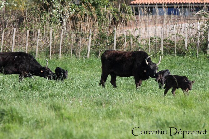 Camargue 4x4 Safari Day - The Sum Up