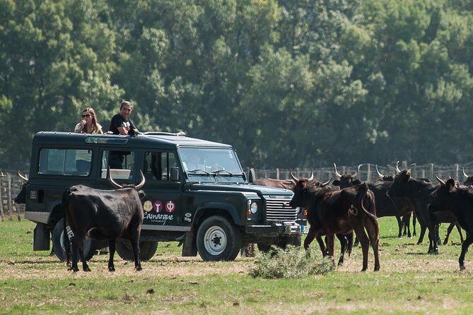 Camargue 4x4 Safari VIP Tour - Key Points