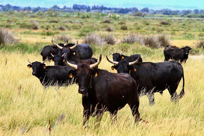 Camargue Small-Group Day Trip from Avignon - FAQs
