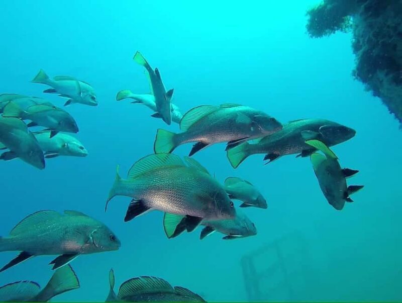 Cambrils: Dive into the adventure with PADI Discover Scuba Diving - FAQ