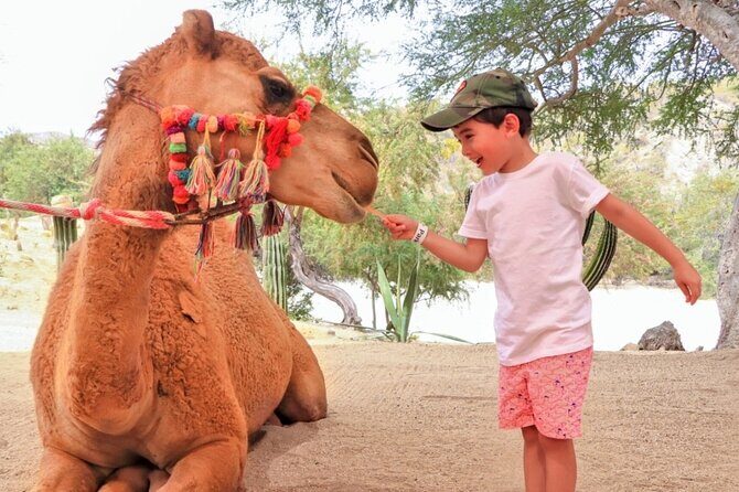 Camel Desert Ride Experience in Cabo - Who Will Love This Tour?