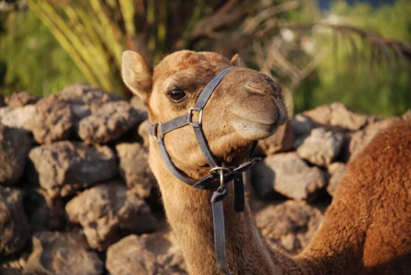 Camel Experience - What Is the Camel Experience in Tenerife?