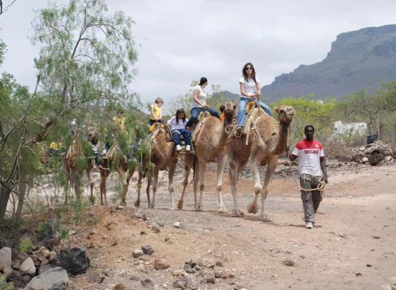 Camel Experience - The Sum Up