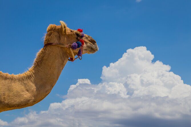 Camel Ride and Tequila Tasting Adventure in Los Cabos - What Makes This Tour Valuable?