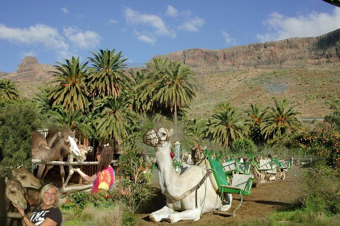 Camel Ride in Fataga with Tapas and drinks - Exploring the Camel Ride in Fataga with Tapas and Drinks: An Authentic Canary Island Experience