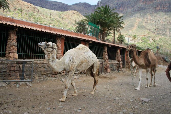 Camel Ride in Fataga with Tapas and drinks - FAQ