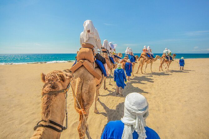 Camel Ride in Los Cabos with Buffet Food and Beer - An In-Depth Look at What You Can Expect