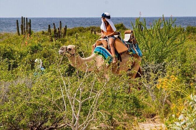 Camel Ride, UTV, and The Arch Tour with Lunch & Tequila Tasting! - FAQ