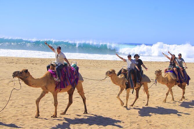 Camel Ride with Tequila Tasting and Lunch in Los Cabos - Key Points