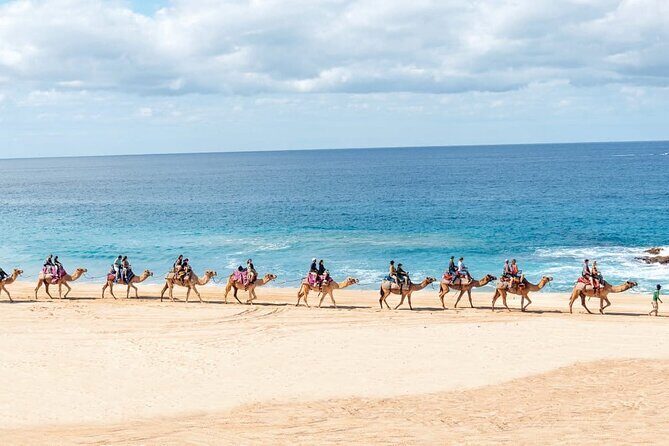 Camel Ride with Tequila Tasting and Lunch in Los Cabos - FAQ