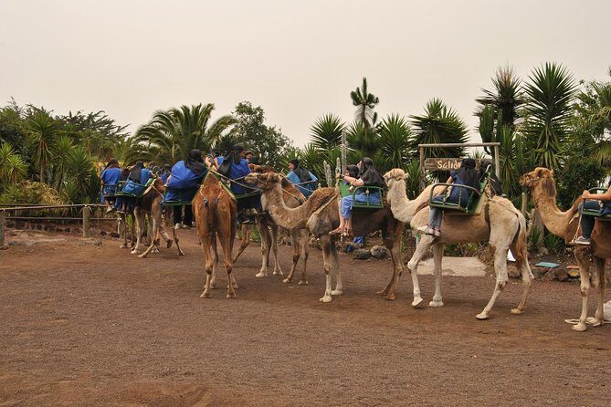 Camel Riding Tour at El Tanque, Tenerife - The Experience in Detail